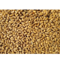 Millet cuit 