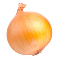Oignon Bio